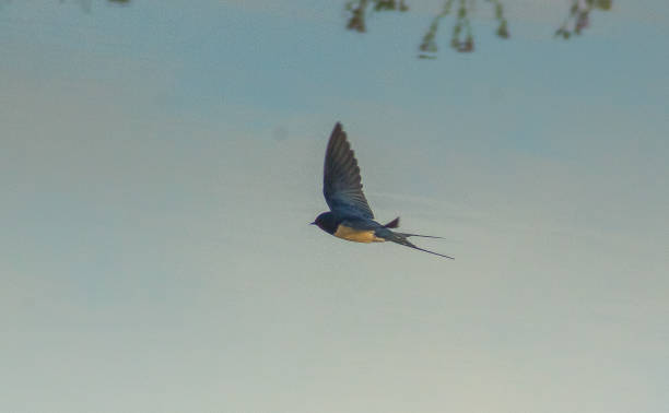 istock Sky Ballet: Barn Swallow Birds in Flight 1558704437