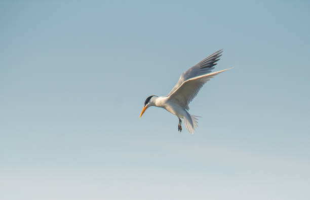 istock Airborne Elegance: Elegant Tern Birds Soaring Across the Blue Sky 1558713437