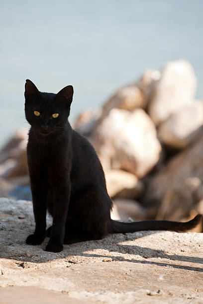 black cat stock photo