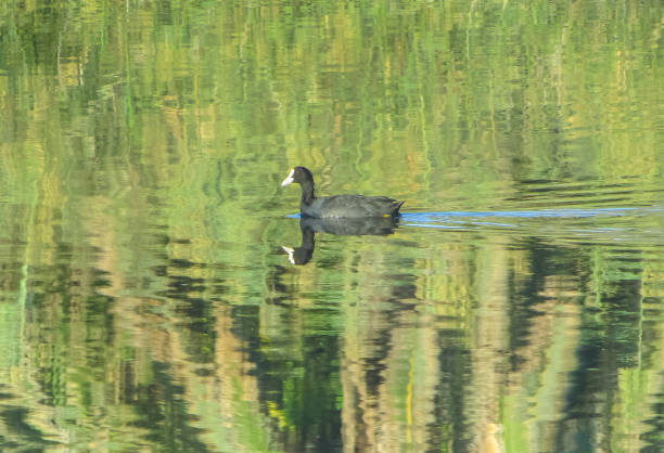 aquatic voyagers: eurasian coot birds gliding over water - voyagers imagens e fotografias de stock