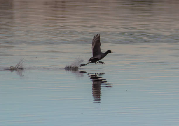 istock Water Wanderers: Eurasian Coot Birds Gliding Over Water 1558724371