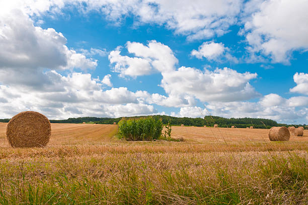 istock View of field with blue sky and fluffy clouds 155873445