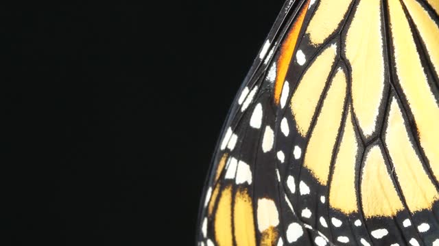 Monarch Butterfly close up, Caterpillar chrysalis
