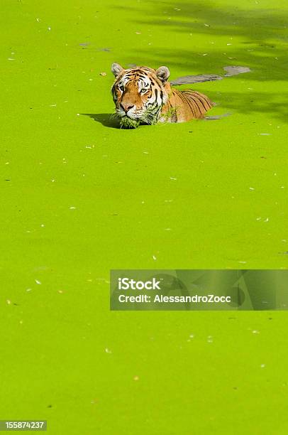 Foto de Natação De Tigre e mais fotos de stock de Animais caçando - Animais caçando, Animais de Safári, Animal