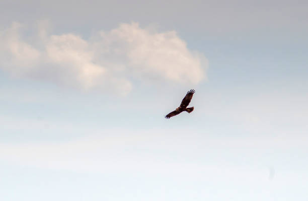 istock Aerial Hunters: Hen Harrier Birds Soar Across the Sky 1558743829