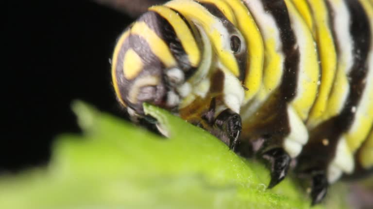 Monarch Butterfly close up, Caterpillar chrysalis