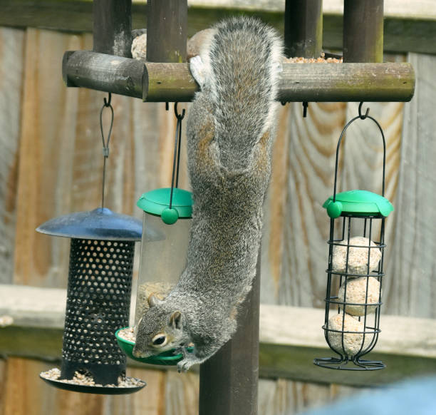 istock Grey squirrel raiding bird feeders 1558749974
