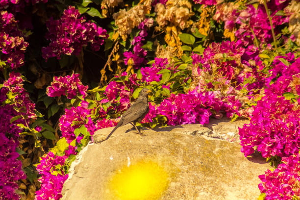 Garden Serenade: Common Blackbird Birds Soaring Above Garden Rocks