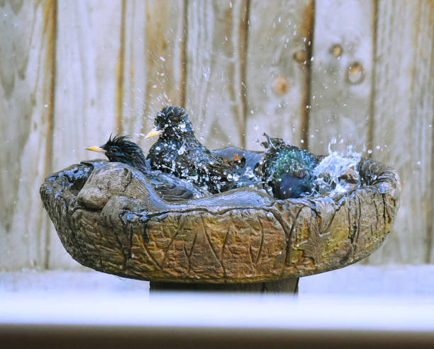 Dark-eyed Junco having a bath in the bird bath