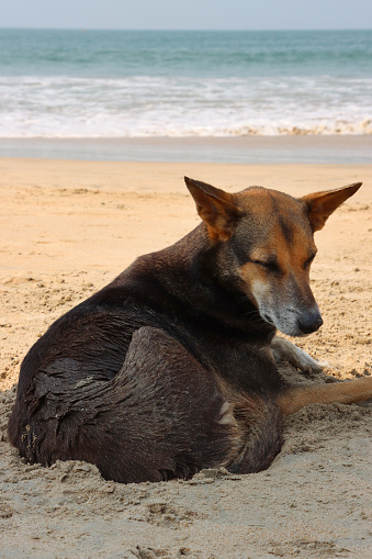 Stock photo of wild, stray, mongrel dog enjoying a rest at the water's edge on sandy Palolem Beach, Goa, India.
