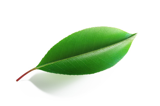 Green leaf on white background. Horizontal composition with clipping path.