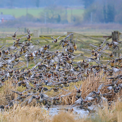 Flock of wigeon exploding into flight when peregrine falcon appears