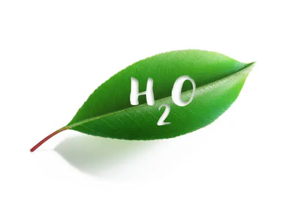 H20 written green leaf on white background. Horizontal composition with clipping path.