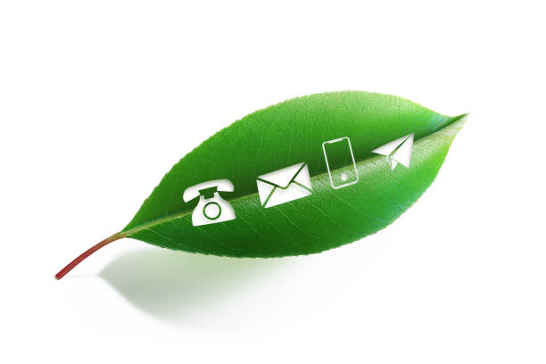 Contact us symbols written green leaf on white background. Horizontal composition with clipping path.