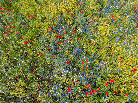Aerial view of a flower meadow in early summer at the beginning of July.