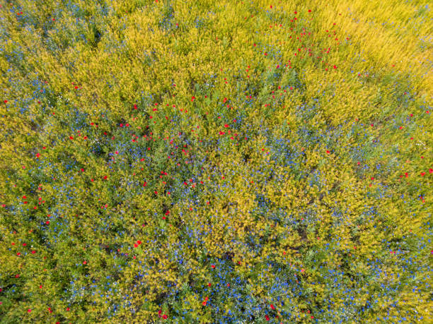 istock Aerial View of a Flower Meadow 1558760903
