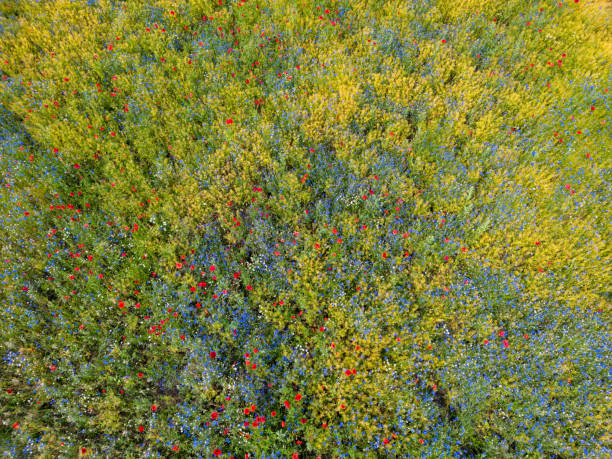istock Aerial View of a Flower Meadow 1558761402