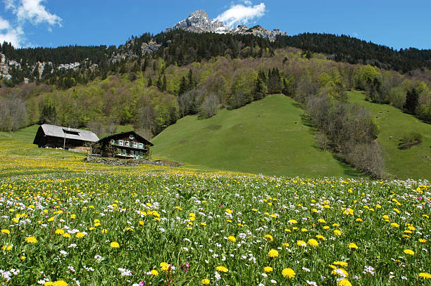 istock Rural scene near Engelberg 155876253