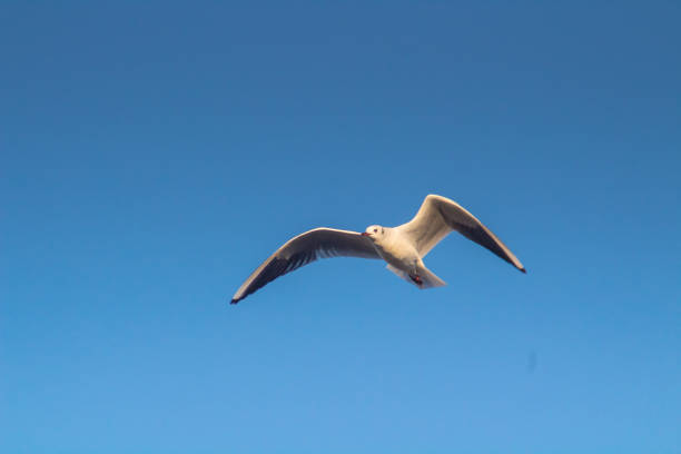 Skyward Chorus: Black-headed Gull Birds Gliding Across the Skies