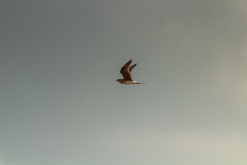Skyward Bound: Collared Pratincole Birds Soaring in the Sky