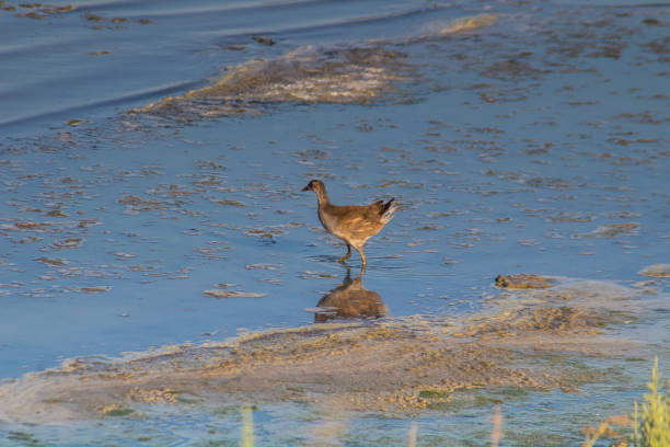istock Beachside Wanderers: Common Moorhen Birds Gliding Above the Shore 1558769163