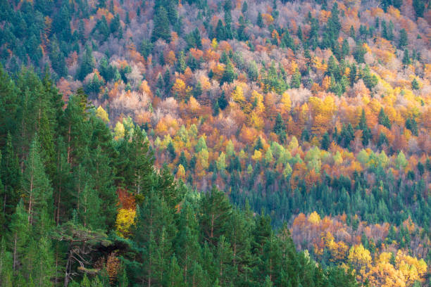 espectacular vista del valle de ordesa con los colores del otoño. parque nacional de ordesa y monte perdido en huesca, aragón, españa - huesca fotografías e imágenes de stock