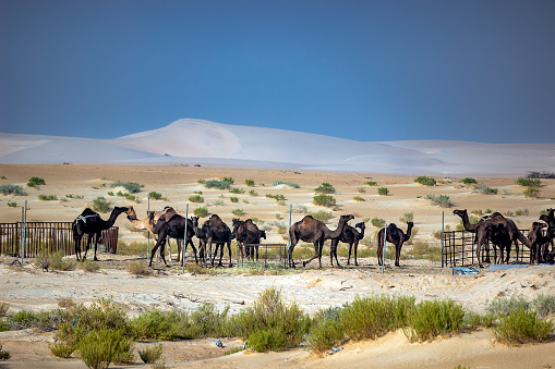 Group of Camels near Dammam Desert Area. Saudi Arabia.