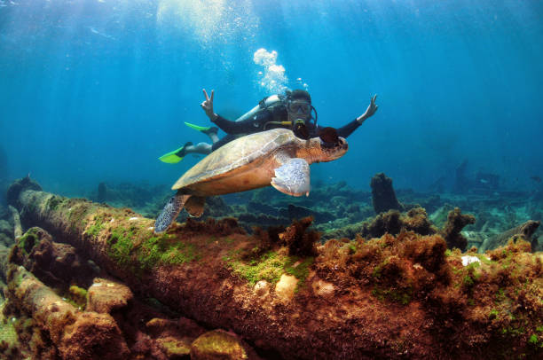 A man doing scuba diving with a sea turtle near a shipwreck