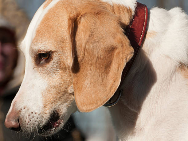 Beagle harrier puppy stock photo