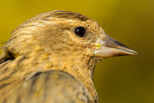 Macro picture pine siskin