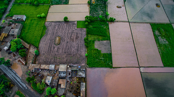 Fascinating beauty of paddy fields in the Punjab