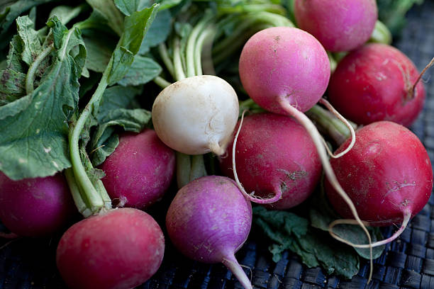 Radishes stock photo