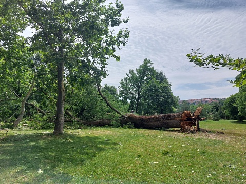 After the summer storm, the oldest Poplar tree has fell by the storm in the city of Nis in park Cair.