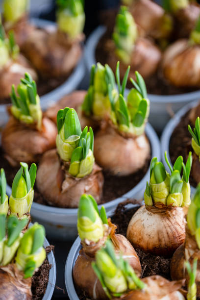 istock Green sprouting onions in pots.. 1558819394