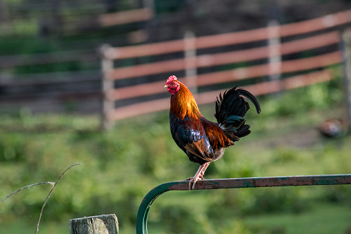 A colorful rooster perches atop a metal gate.