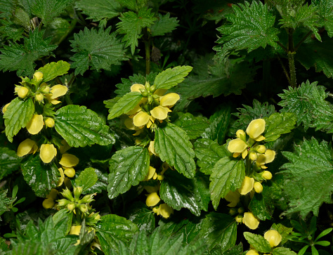 Yellow Archangel,  Lamium galeobdolon, is a perennial plant which is native to Europe. It has a number of local names including Yellow weasel-snout, Aluminium plant,  and Artillery plant. These plants were growing wild but they are often cultivated. They are classed as a serious weed in Washington State. Three stems which are well focussed with good details.