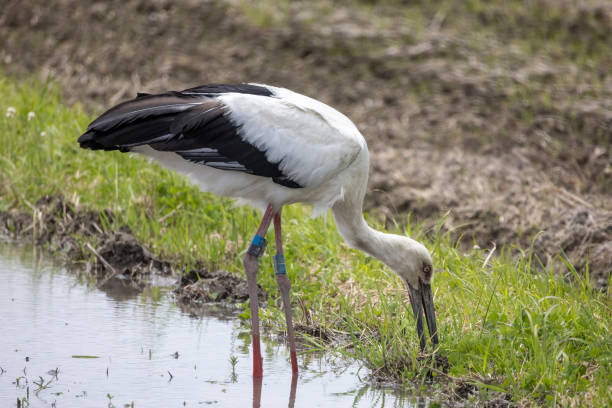 istock Stork in rice field before rice planting. 1558822178