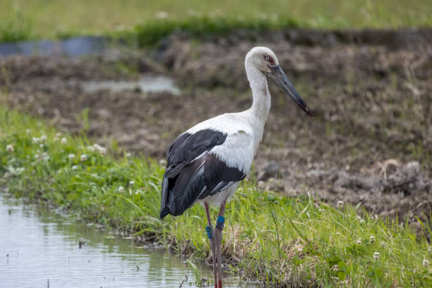 istock Stork in rice field before rice planting. 1558822732