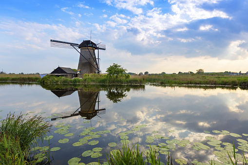 Holland - Kinderdijk, open-air museum of windmills. Water mill standing on the edge of a water canal. In the foreground green reeds and water lily leaves. Beautiful reflection of clouds on the surface