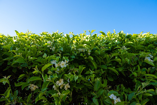 Blooming hedge in late spring.