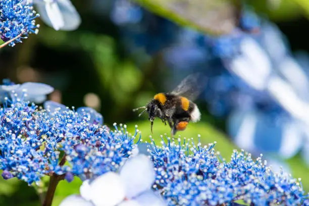 Photo of Bumblebee landing on a blue folwer..