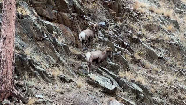 Bighorn sheep, two male animals