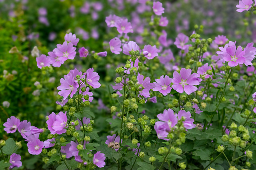 Pink musk mallow, Malva moschata, flower in close up with rain drops and a blurred background of leaves and flowers.