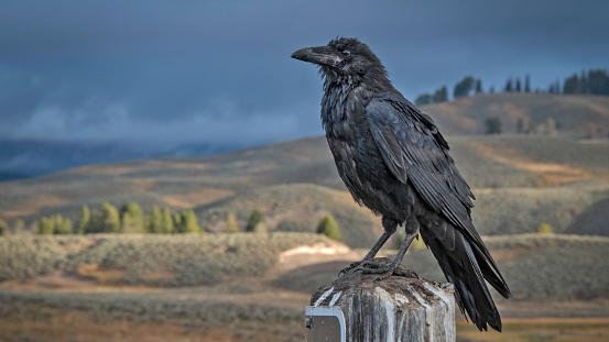 Raven perched on post at pullout in Hayden Valley, Yellowstone National Park