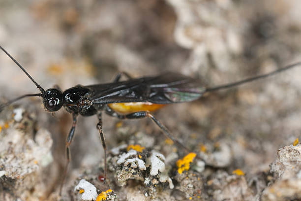 istock Parasite wasp on wood, extreme close-up 155885106