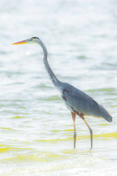 istock Great Blue Heron at Water's Edge 1 1558854297