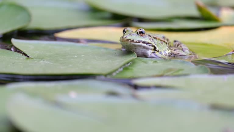 Pelophylax green edible frog sitting on a water lily