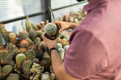 Man taking care of cactuses in a plant nursery