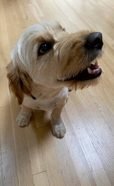 istock Happy Goldendoodle dog, viewed from above 1558868677