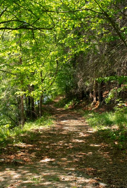 istock Dirt hiking trail in dense forest 1558868679